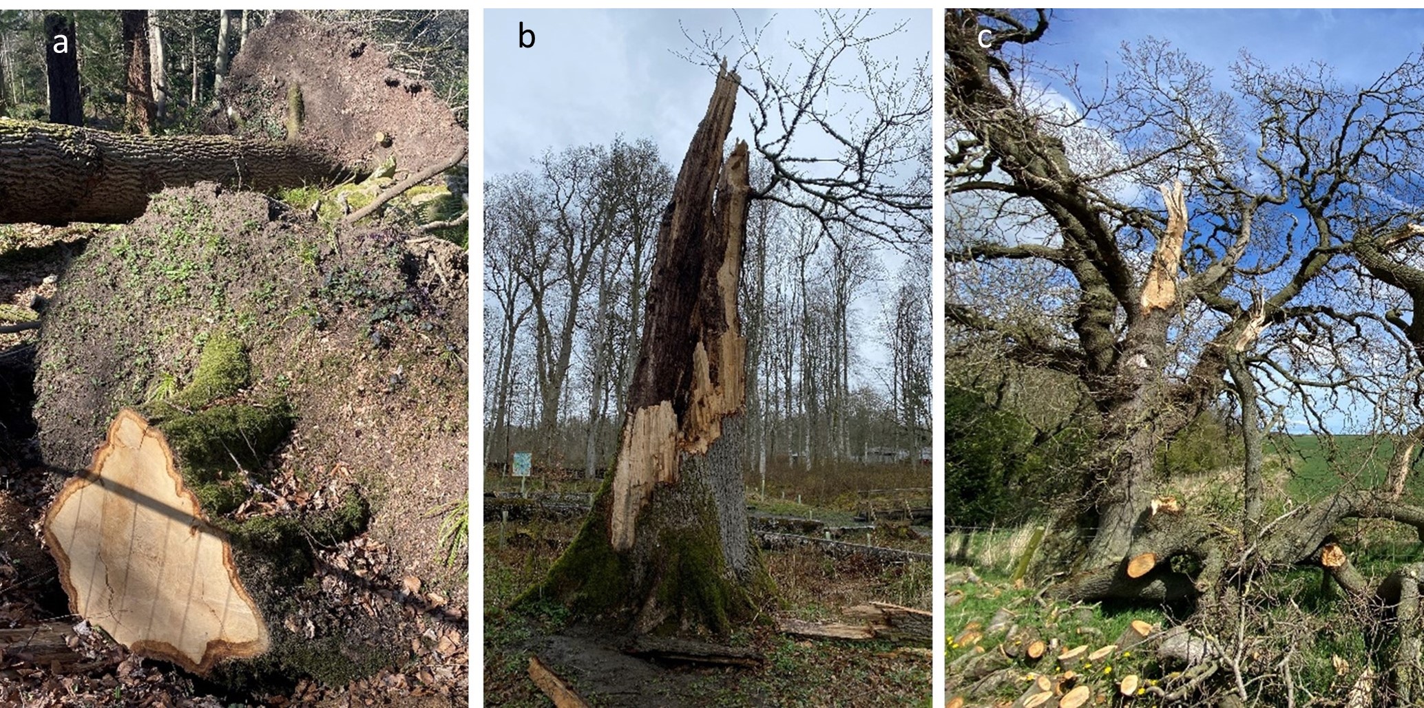 windsnap damage