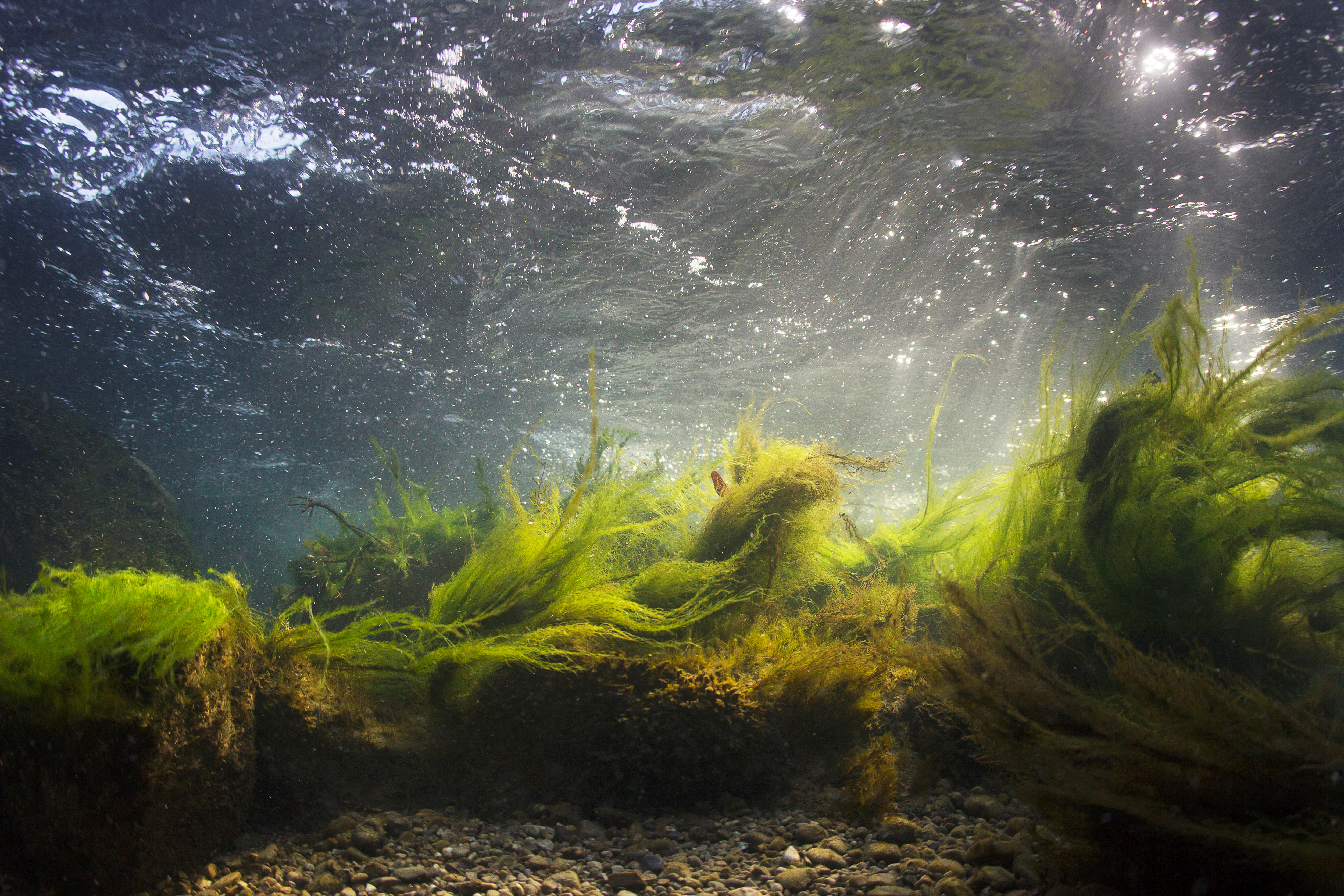 The sun shines on an underwater vista in Sunderland