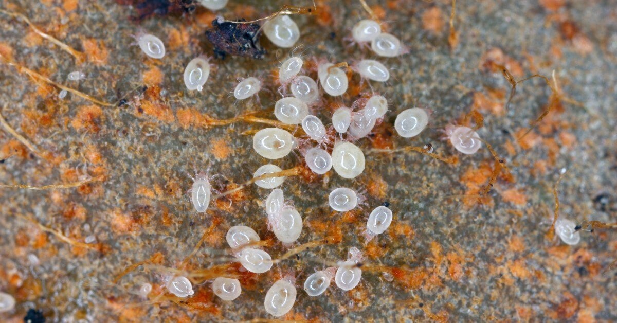 Bulb mites (Rhizoglyphus callae) secondary infestation on rotting diseased tulip bulbs