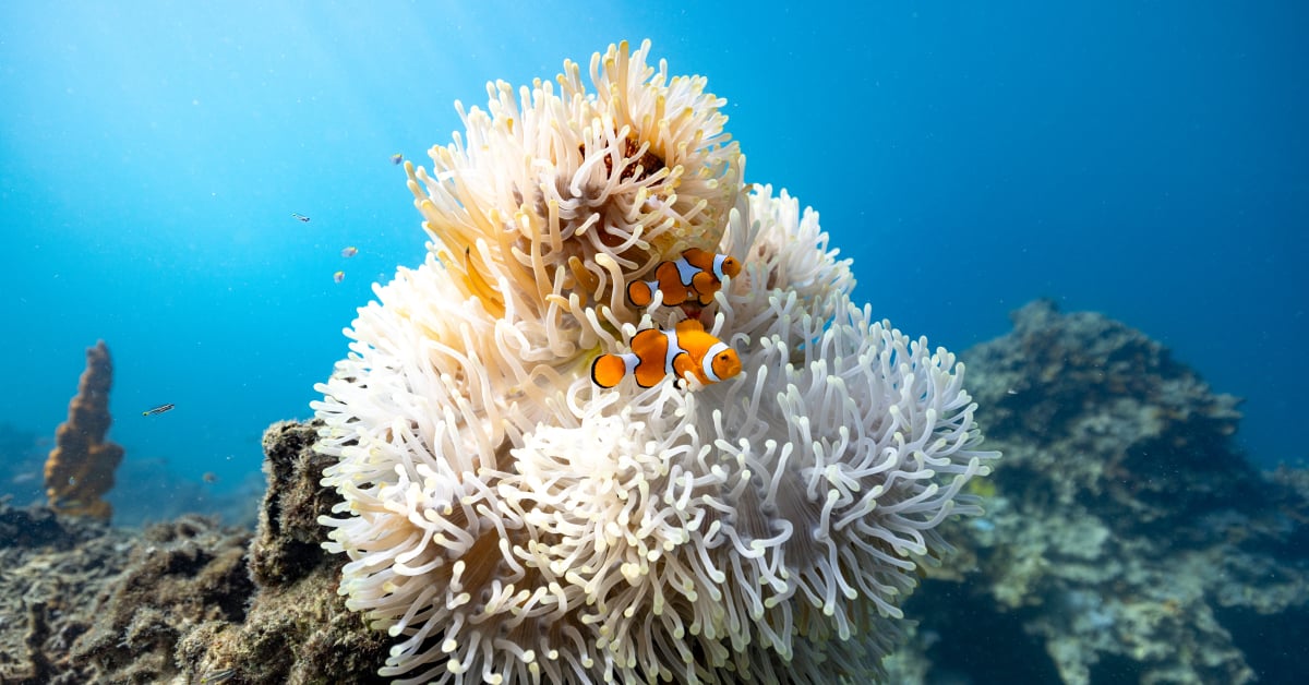 Two clownfish hide in an anemone in crystal-clear ocean water. Credit: Morgan Bennett-Smith