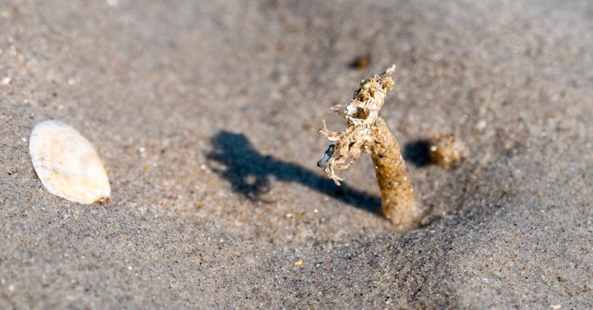 A tubeworm poking out of the sand.