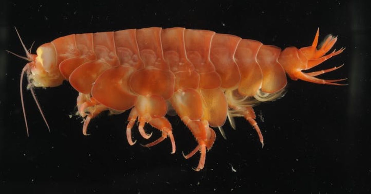 giant_new_crustacean